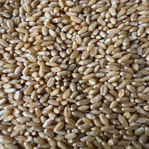 Organic Wheat